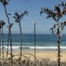 A coastal beach scene viewed through dried vegetation in the foreground, with a white camera or monitoring device mounted on a tripod with guy-wires visible in the center. The ocean stretches across the background with several small watercraft visible on the water. The sky is clear and blue with light haze near the horizon.