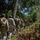 Multinational Force Leaders Conduct Recon Prior to FTX SV26