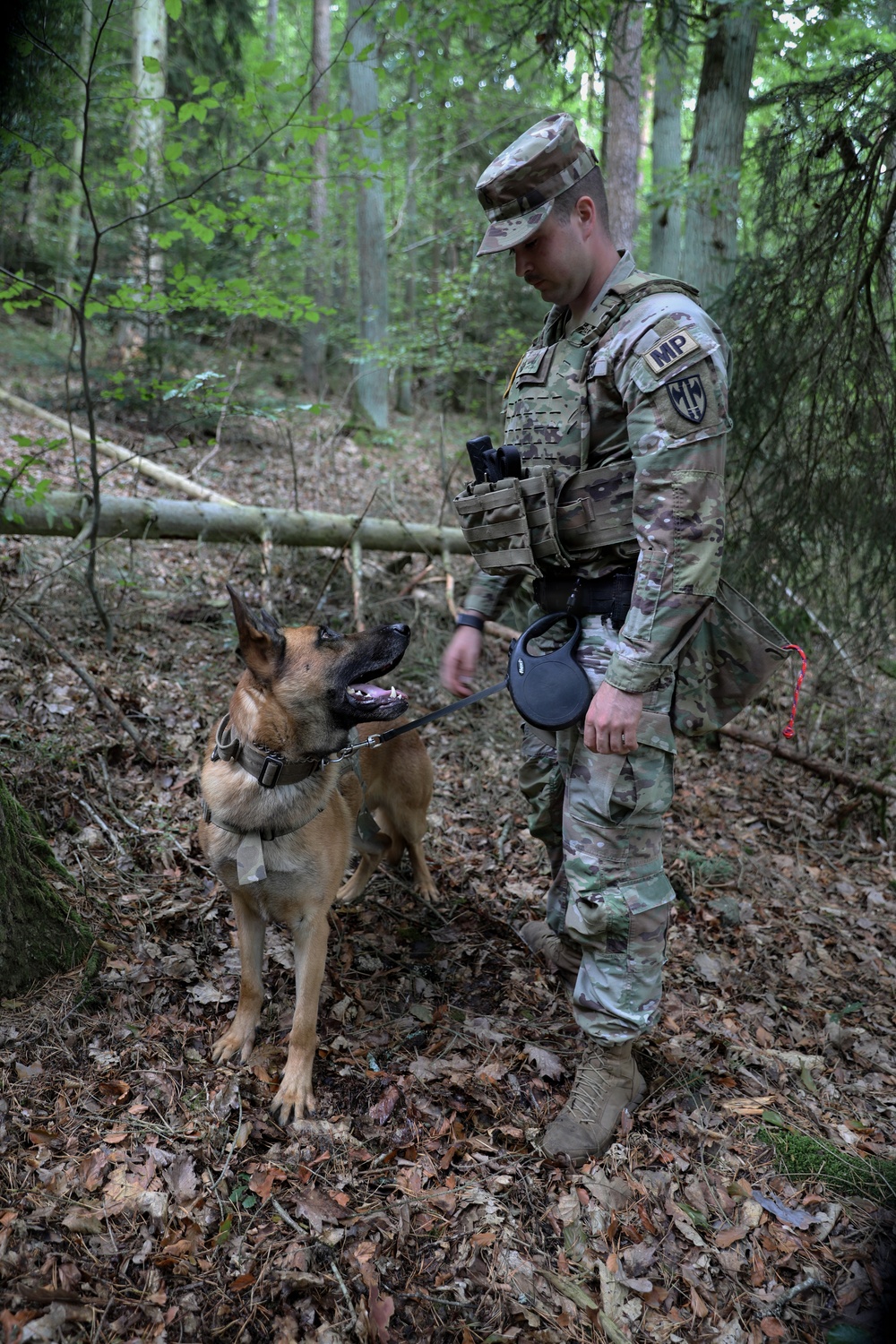 A U.S. Army Military Police (MP) soldier in MultiCam/OCP camouflage uniform is working with a military working dog, likely a Belgian Malinois or German Shepherd, in a forested environment. The soldier is wearing a tactical vest with an 'MP' patch and a unit shoulder sleeve insignia, and is holding the dog on a leash. The scene appears to be a training exercise or patrol in a woodland setting.