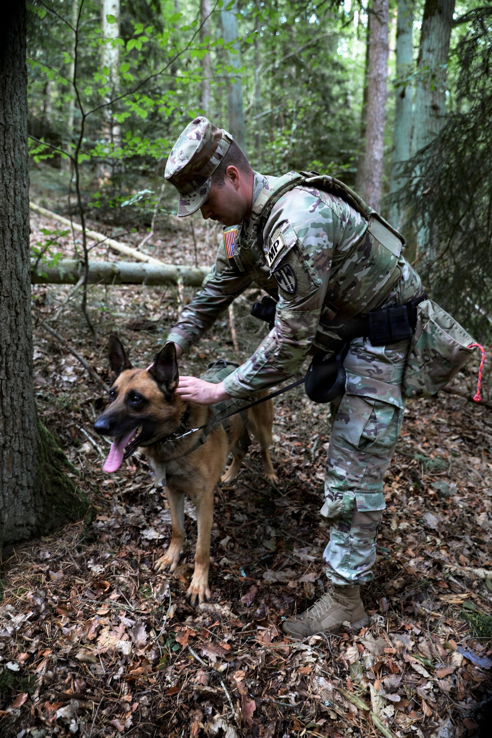 A U.S. Army Military Police (MP) soldier in OCP (Operational Camouflage Pattern) uniform interacts with a military working dog, likely a Belgian Malinois, in a forested environment. The soldier is bending down to handle or reward the dog, which appears alert with its tongue out. This appears to be a K9 unit training or operational exercise in a woodland setting.