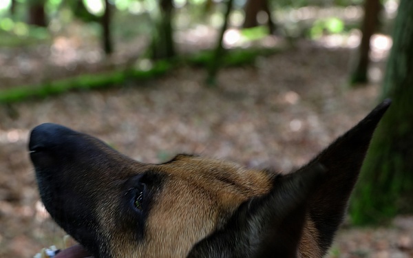 A close-up photograph of a military or police working dog named 'Lucky,' wearing a tactical olive-drab K-9 collar with a name patch. The dog appears to be a Belgian Malinois with tan and black coloring, tongue out, looking upward. The setting is a wooded area with leaf-covered ground visible in the background.