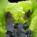 Two individuals wearing bright lime-green hazmat/chemical protective suits are working on industrial equipment. They are manipulating what appears to be a valve or pipe fitting assembly on a cylindrical metal container marked with a warning label. The scene suggests a hazardous materials response or industrial maintenance operation requiring full chemical protection.