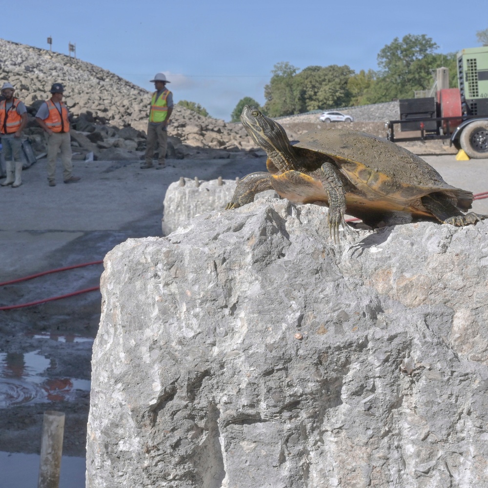 A turtle is perched on a large limestone or concrete block in the foreground of an active construction site. Several workers wearing high-visibility safety vests and hard hats are visible in the background amid piles of crushed rock or rubble. The contrast between the wildlife subject and the industrial setting is the focal point of the image.