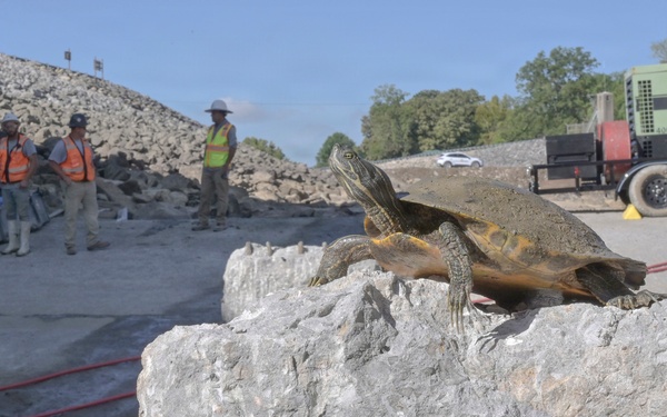 A turtle is perched on a large limestone or concrete block in the foreground of an active construction site. Several workers wearing high-visibility safety vests and hard hats are visible in the background amid piles of crushed rock or rubble. The contrast between the wildlife subject and the industrial setting is the focal point of the image.