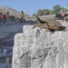 A turtle is perched on a large limestone or concrete block in the foreground of an active construction site. Several workers wearing high-visibility safety vests and hard hats are visible in the background amid piles of crushed rock or rubble. The contrast between the wildlife subject and the industrial setting is the focal point of the image.