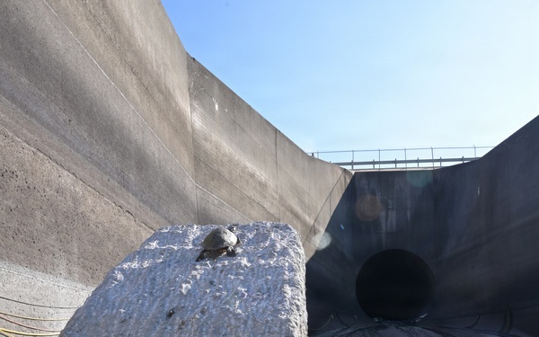 The image shows a large concrete dam or spillway structure photographed from a low angle, revealing a circular tunnel opening or outlet portal at its base. A rough-textured concrete or stone block is prominently visible in the foreground, with a small turtle resting on top of it. The structure appears to be in a dewatered or low-water condition, with wet ground, hoses, and construction equipment visible at the base.