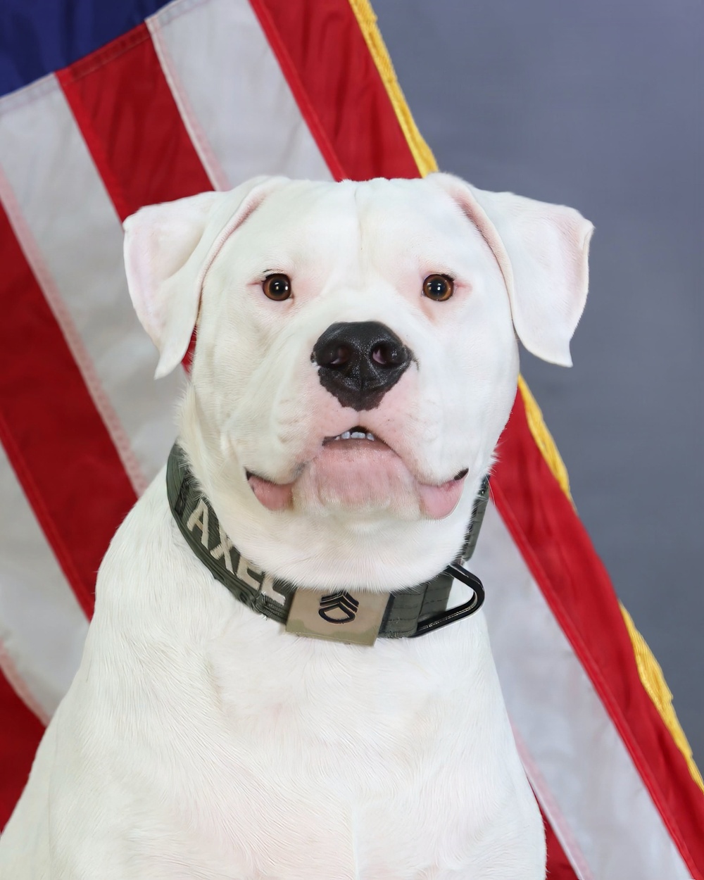 A white dog named 'Axel' is posed in a formal portrait-style photograph in front of an American flag with gold fringe. The dog wears a military-style olive/camouflage collar with the name 'AXEL' and what appears to be a Staff Sergeant rank insignia tag. The composition and styling suggest this is an official or commemorative portrait.