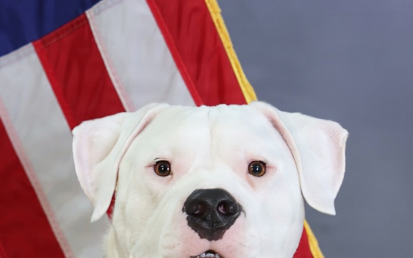 A white dog named 'Axel' is posed in a formal portrait-style photograph in front of an American flag with gold fringe. The dog wears a military-style olive/camouflage collar with the name 'AXEL' and what appears to be a Staff Sergeant rank insignia tag. The composition and styling suggest this is an official or commemorative portrait.