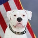 125th Infantry Regiment’s Ministry Dog