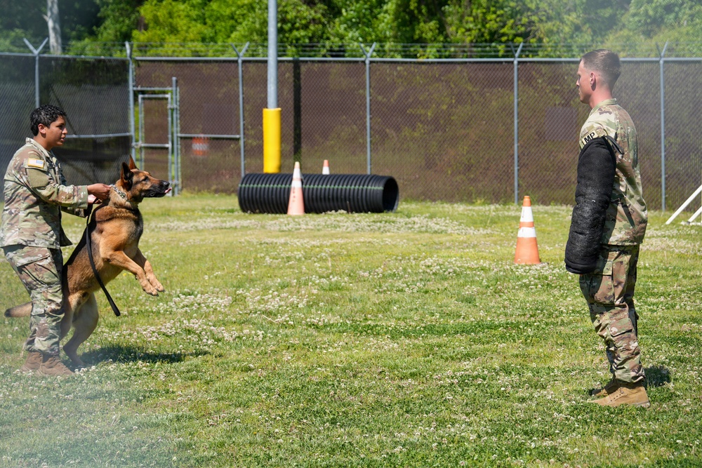 Two military personnel are conducting a military working dog (MWD) training exercise in an enclosed outdoor facility. One soldier is handling a German Shepherd on a leash while the dog lunges aggressively toward a second soldier wearing a protective bite suit vest. The setting includes training obstacles such as a tunnel, traffic cones, and a chain-link fence perimeter.
