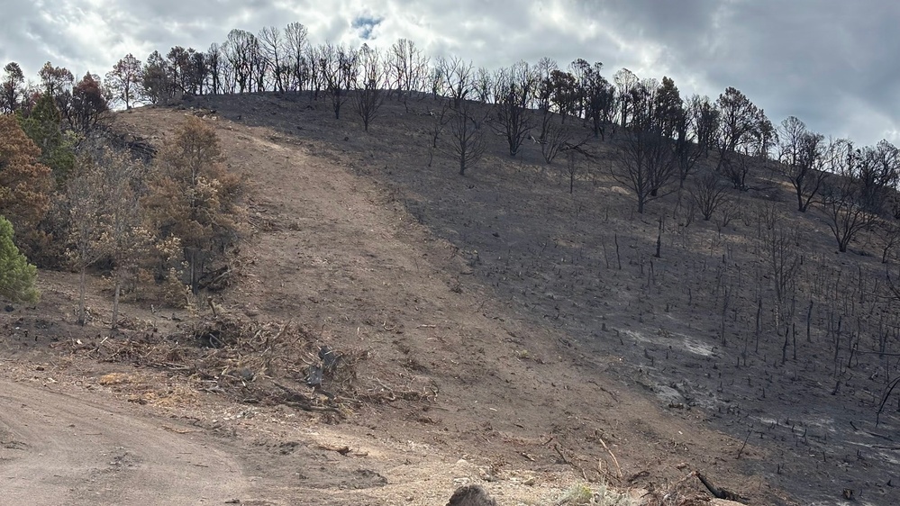 The image shows a hillside severely affected by a recent wildfire, with charred and blackened tree trunks scattered across the slope. A clear fire line is visible, with burned vegetation on the right side contrasting with partially surviving green trees on the upper left. A dirt road or firebreak runs along the base of the hill, with debris and cut brush piled nearby.