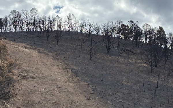 The image shows a hillside severely affected by a recent wildfire, with charred and blackened tree trunks scattered across the slope. A clear fire line is visible, with burned vegetation on the right side contrasting with partially surviving green trees on the upper left. A dirt road or firebreak runs along the base of the hill, with debris and cut brush piled nearby.