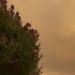 Plaskett Fire