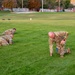 Military personnel in OCP (Operational Camouflage Pattern) uniforms are conducting physical training exercises on a grass field at what appears to be a military installation. Several soldiers are performing low crawl or push-up type movements on the ground, while one soldier in the background is carrying what appears to be a jerry can or weighted container. The setting includes red brick buildings, bleachers, and hills in the background, consistent with a U.S. Army base.