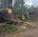 A worker in safety gear is using a chainsaw to cut through large fallen trees blocking a two-lane road, likely following a storm or severe weather event. Multiple large tree trunks and extensive debris are scattered across and alongside the roadway. The scene depicts active emergency road clearance operations.