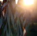A row of American flags is photographed at sunset or sunrise, with warm golden light bursting through the fabric. The flags hang vertically and appear still or lightly moving, creating a dramatic backlit silhouette effect. The shallow depth of field causes the background flags and surroundings to blur into a soft bokeh.