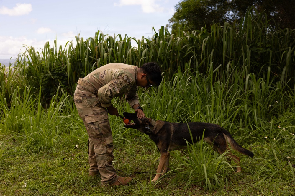 A U.S. Army soldier in MultiCam/OCP camouflage uniform is interacting with a military working dog, likely a German Shepherd, in an outdoor grassy area. The soldier is bending down and appears to be rewarding or playing with the dog using an orange ball. The setting features tall green vegetation, possibly sugarcane, in the background under a partly cloudy sky.