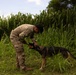A U.S. Army soldier in MultiCam/OCP camouflage uniform is interacting with a military working dog, likely a German Shepherd, in an outdoor grassy area. The soldier is bending down and appears to be rewarding or playing with the dog using an orange ball. The setting features tall green vegetation, possibly sugarcane, in the background under a partly cloudy sky.