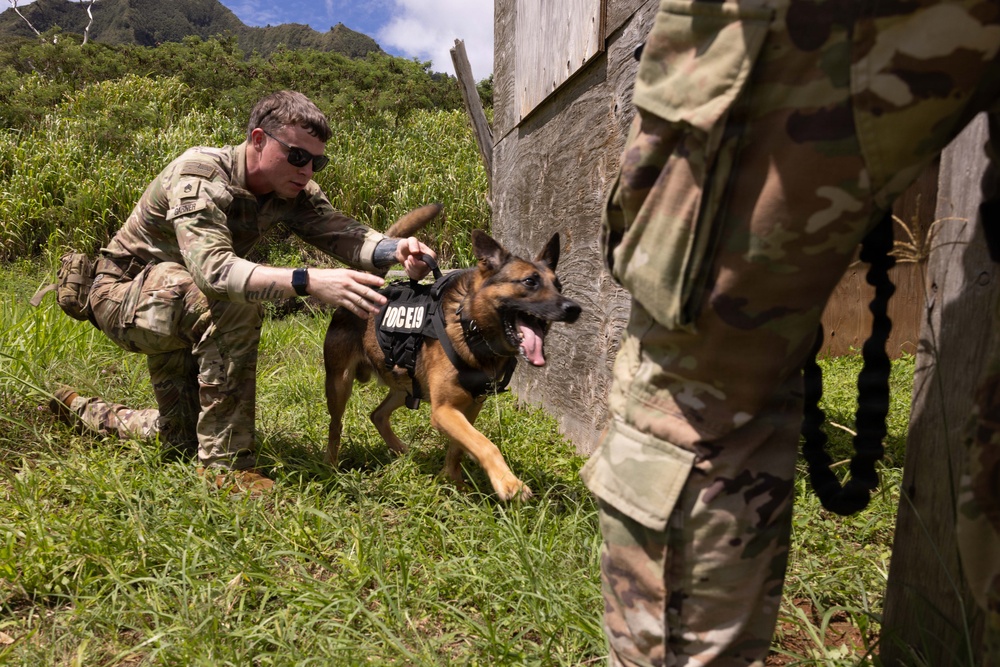 Two military personnel in MultiCam/OCP camouflage uniforms are working with a military working dog (MWD) wearing a tactical vest in a lush, green outdoor training environment. One soldier is crouched down handling the dog, which appears alert and energetic with its mouth open. The setting appears to be a field training exercise near a wooden structure with mountainous terrain visible in the background.