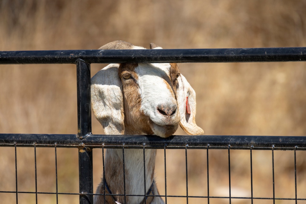 A goat has pushed its head through the horizontal rails of a black metal farm gate, facing the camera. The goat appears to be a Boer or Boer-cross breed, identifiable by its white and brown coloring and long drooping ears. A red identification tag is visible on its right ear.