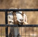 A goat has pushed its head through the horizontal rails of a black metal farm gate, facing the camera. The goat appears to be a Boer or Boer-cross breed, identifiable by its white and brown coloring and long drooping ears. A red identification tag is visible on its right ear.
