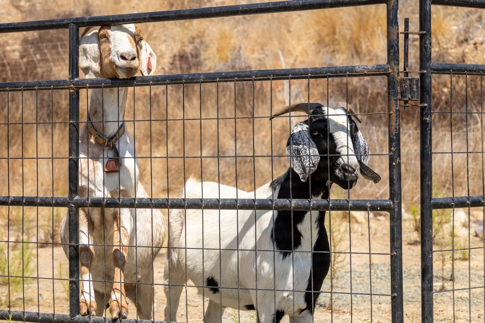 Two goats are standing behind a black metal wire gate or fence panel in an outdoor enclosure. The goat on the left is predominantly white with brown markings and wears a collar with a bell, while the goat on the right is black and white with small curved horns. The background shows dry, golden-brown grass suggesting an arid or drought-affected environment.