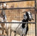 Two goats are standing behind a black metal wire gate or fence panel in an outdoor enclosure. The goat on the left is predominantly white with brown markings and wears a collar with a bell, while the goat on the right is black and white with small curved horns. The background shows dry, golden-brown grass suggesting an arid or drought-affected environment.