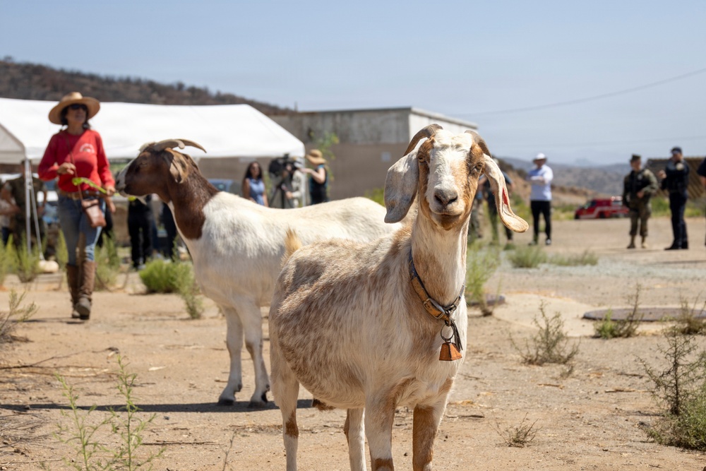 Two goats stand in a dry, arid outdoor area with a group of people gathered in the background. The foreground goat, wearing a collar with a tag, faces the camera directly. The setting appears to be a rural or semi-rural property with a white tent structure and concrete building visible behind the crowd.
