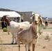 Two goats stand in a dry, arid outdoor area with a group of people gathered in the background. The foreground goat, wearing a collar with a tag, faces the camera directly. The setting appears to be a rural or semi-rural property with a white tent structure and concrete building visible behind the crowd.