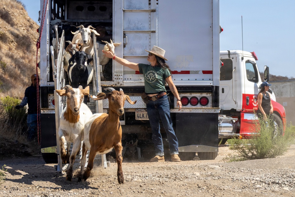 A woman in a cowboy hat and green t-shirt is unloading goats from the back of a large white livestock truck on a dirt road. Several goats of varying colors are descending a metal ramp from the truck, with at least two already on the ground. The setting appears to be a dry, hilly terrain, likely in California based on the landscape and visible license plate.