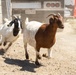 Two goats are running on a dusty gravel surface near a livestock trailer. The foreground goat is brown and white (consistent with a Boer goat breed), while the background goat is black and white with an ear tag. A red semi-truck cab is partially visible in the background.