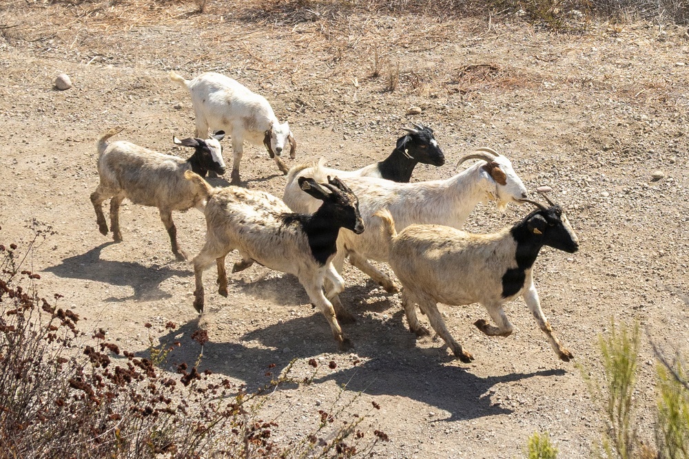 A herd of approximately seven goats is running across a dry, arid dirt terrain. The goats display varied coloration including white, black, tan, and mixed patterns. The environment appears to be a semi-arid or drought-affected landscape with sparse, dry vegetation.