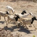 A herd of approximately seven goats is running across a dry, arid dirt terrain. The goats display varied coloration including white, black, tan, and mixed patterns. The environment appears to be a semi-arid or drought-affected landscape with sparse, dry vegetation.