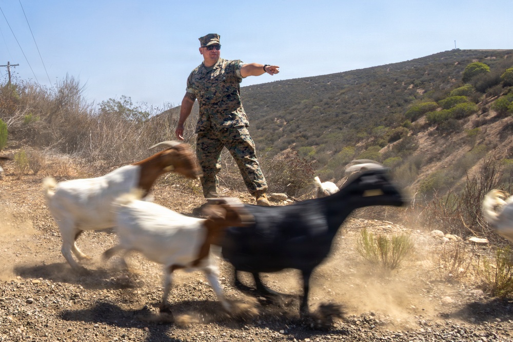 A U.S. Marine in woodland MARPAT camouflage uniform is directing or herding a group of goats on a dry, dusty hillside trail. The goats are in motion, captured with motion blur, kicking up dust as they run past the service member. The setting appears to be a semi-arid military installation or training area with scrub-covered hills in the background.