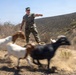 A U.S. Marine in woodland MARPAT camouflage uniform is directing or herding a group of goats on a dry, dusty hillside trail. The goats are in motion, captured with motion blur, kicking up dust as they run past the service member. The setting appears to be a semi-arid military installation or training area with scrub-covered hills in the background.