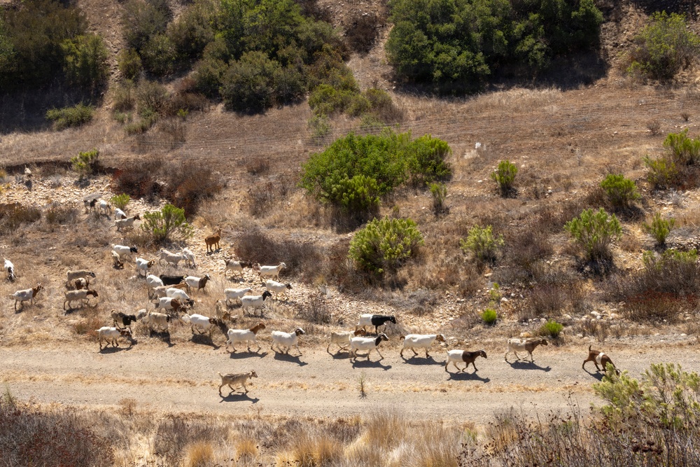 A large herd of goats is moving across a dry, arid hillside landscape, traversing what appears to be a dirt path or road. The terrain is characterized by dry golden-brown grass, scattered green shrubs, and rocky soil typical of a Mediterranean or semi-arid climate. The herd consists of mixed-color animals, predominantly white with some brown and black individuals.
