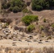 A large herd of goats is moving across a dry, arid hillside landscape, traversing what appears to be a dirt path or road. The terrain is characterized by dry golden-brown grass, scattered green shrubs, and rocky soil typical of a Mediterranean or semi-arid climate. The herd consists of mixed-color animals, predominantly white with some brown and black individuals.