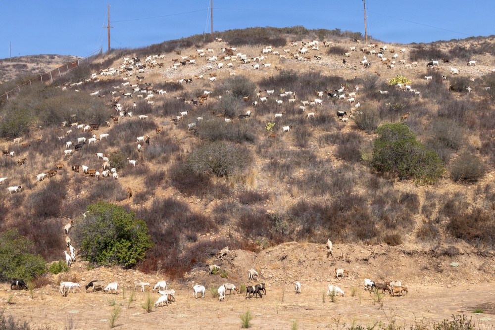 A large herd of goats, numbering in the hundreds, is spread across a dry, scrub-covered hillside under a clear blue sky. The animals appear to be grazing on the sparse vegetation across the entire slope, from the base to the hilltop. Utility poles are visible along the ridgeline, suggesting proximity to a developed area.