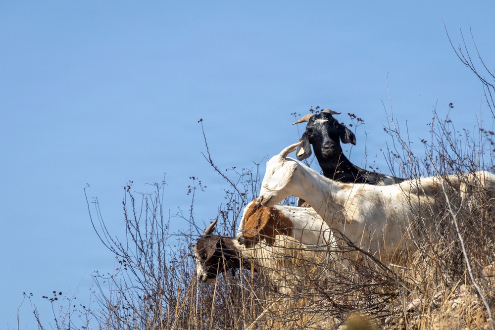 Two goats are visible on a hillside ridge against a clear blue sky. One goat is predominantly white with brown markings and appears to be reaching downward toward dry brush, while the second goat is black with small horns and stands behind the first. The terrain is dry and arid, with sparse, leafless shrubs and dried grass.