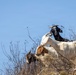 Two goats are visible on a hillside ridge against a clear blue sky. One goat is predominantly white with brown markings and appears to be reaching downward toward dry brush, while the second goat is black with small horns and stands behind the first. The terrain is dry and arid, with sparse, leafless shrubs and dried grass.