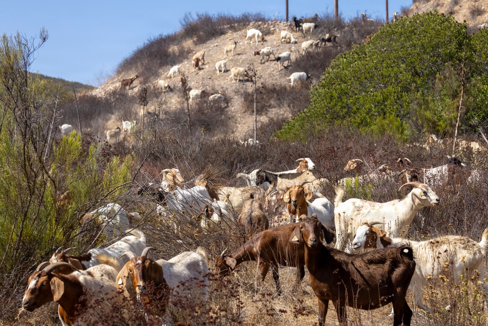 A large herd of goats is grazing across a dry, scrubby hillside in what appears to be a semi-arid Mediterranean or Southern California landscape. The goats span multiple elevations, from the foreground at the base of the hill to the ridgeline at the top. The vegetation is sparse and dry, suggesting late summer or drought conditions.