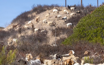 MCAS Miramar conducts Operation Goat Rope at East Miramar