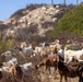 A large herd of goats is grazing across a dry, scrubby hillside in what appears to be a semi-arid Mediterranean or Southern California landscape. The goats span multiple elevations, from the foreground at the base of the hill to the ridgeline at the top. The vegetation is sparse and dry, suggesting late summer or drought conditions.