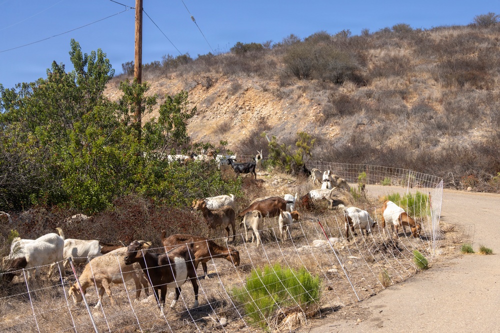A herd of goats is contained within a temporary wire mesh fence along a dry hillside road, likely being used for vegetation management or grazing. The setting appears to be a semi-arid landscape with dry brush, rocky terrain, and sparse green vegetation. A utility pole with power lines is visible in the background against a clear blue sky.