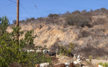 MCAS Miramar conducts Operation Goat Rope at East Miramar