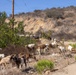 A herd of goats is contained within a temporary wire mesh fence along a dry hillside road, likely being used for vegetation management or grazing. The setting appears to be a semi-arid landscape with dry brush, rocky terrain, and sparse green vegetation. A utility pole with power lines is visible in the background against a clear blue sky.