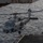 A U.S. Navy MH-60R Seahawk helicopter, marked with the number '702', is hovering or departing from the flight deck of a naval vessel over open ocean. The helicopter is in a gray naval paint scheme and appears to be equipped with sensors and external stores. The image is taken from an elevated position on the ship, likely from a sponson or island structure.