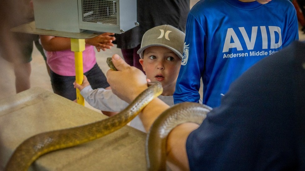 A young boy wearing a gray Hurley cap reacts with wide-eyed surprise as a large snake is brought close to his face during what appears to be an educational animal demonstration. A student wearing a blue 'AVID - Andersen Middle School' shirt stands nearby observing. The setting appears to be an indoor educational or zoo-type event with multiple children present.