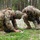 7th Army NCOA Class 09-26 Land Nav Two soldiers in MultiCam camouflage uniforms are crouched low to the ground in a forested clearing, examining what appears to be a map or document. One soldier displays a US flag patch on their shoulder, while the other wears a patch consistent with a NATO ally nation. Additional soldiers in similar uniforms are visible in the background among the trees.