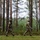 7th Army NCOA Class 09-26 Land Nav Two soldiers in camouflage uniforms are walking along a forest path among tall pine and birch trees. Both wear tactical gear and patches on their shoulders, with one soldier carrying what appears to be a document or map. The setting suggests a military training exercise or patrol in a northern European-style forest environment.